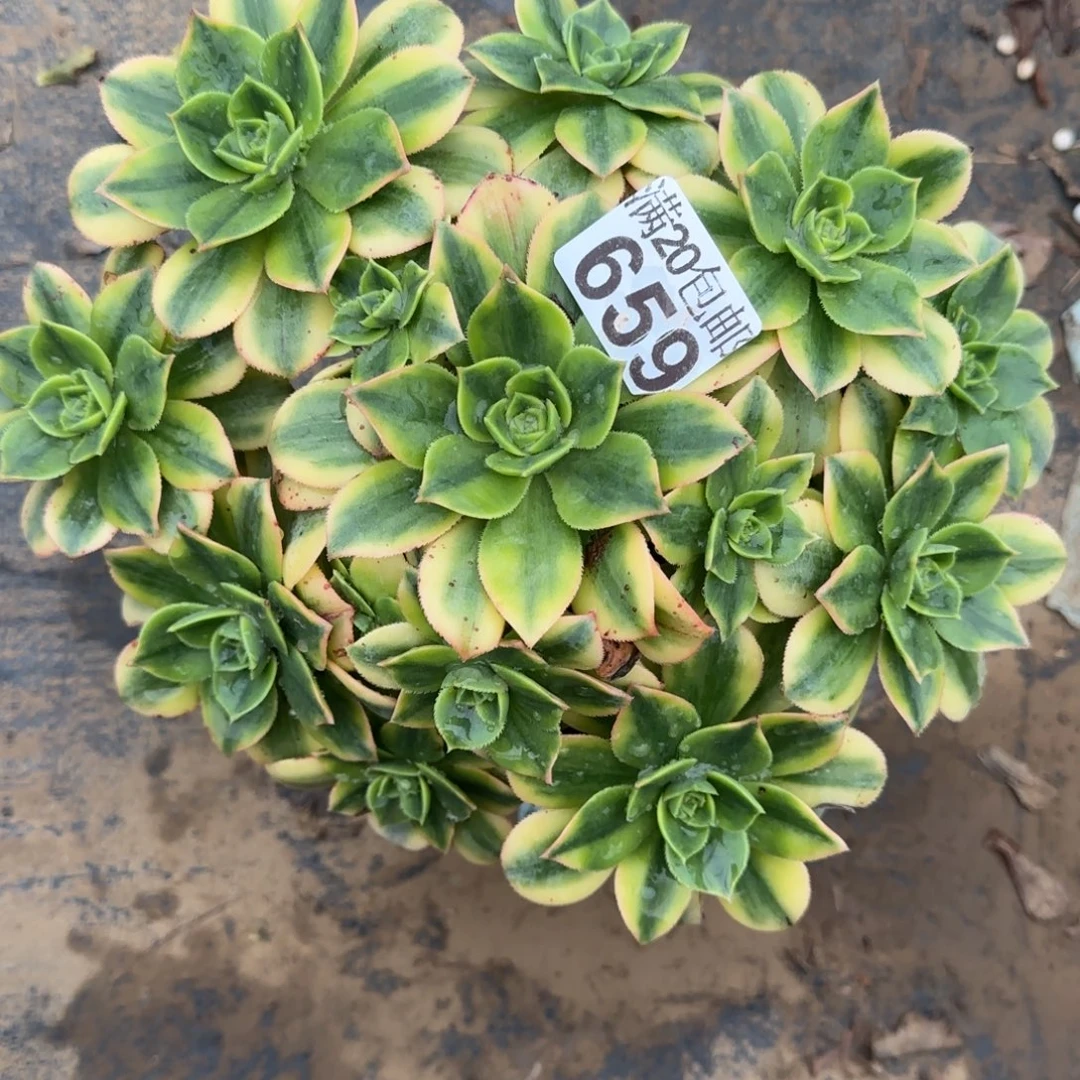 星爆659满20包邮断枝不包