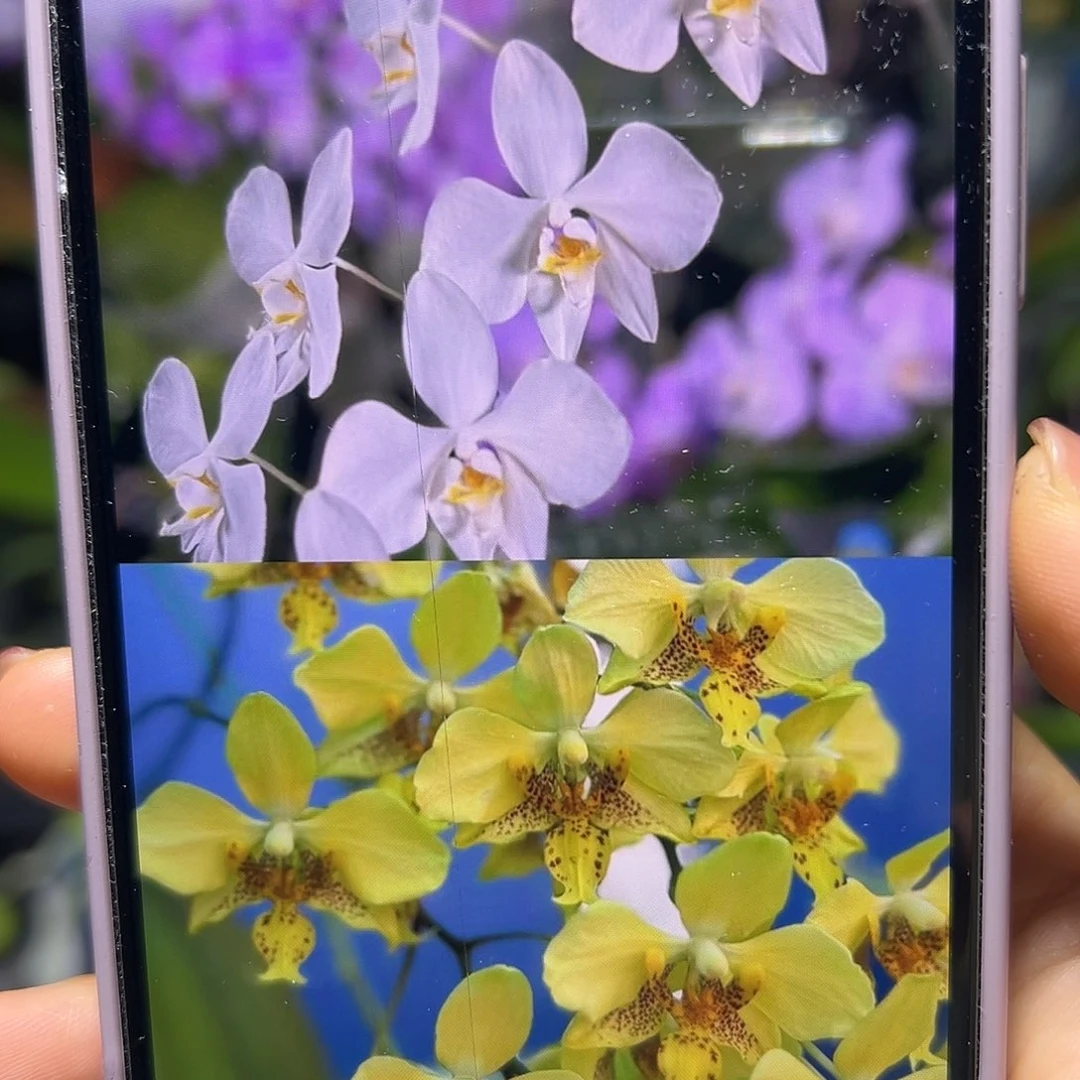 当前无花栽培后可以开花香阿妈交深黄史塔基