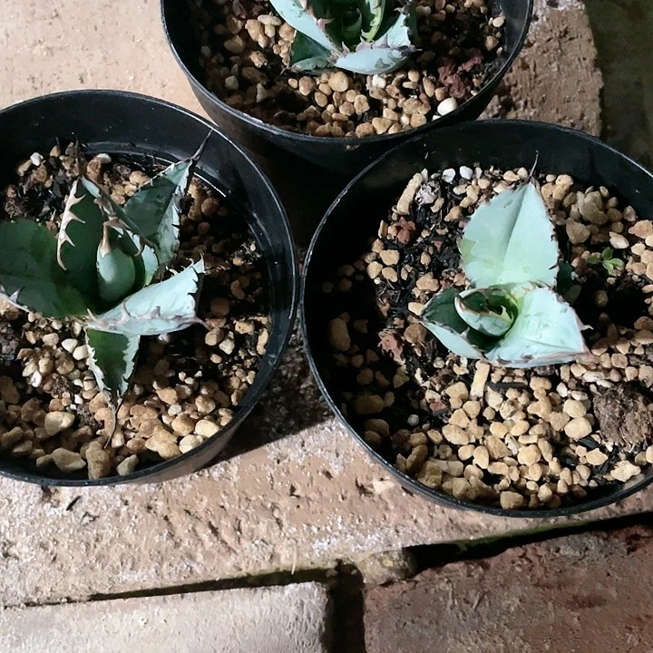 龙舌兰任王冠蓝鲸包邮