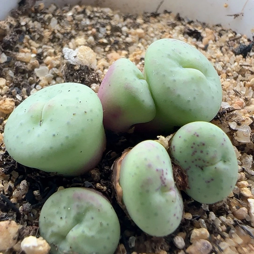 桃***啊哈哈斤斤计较40708