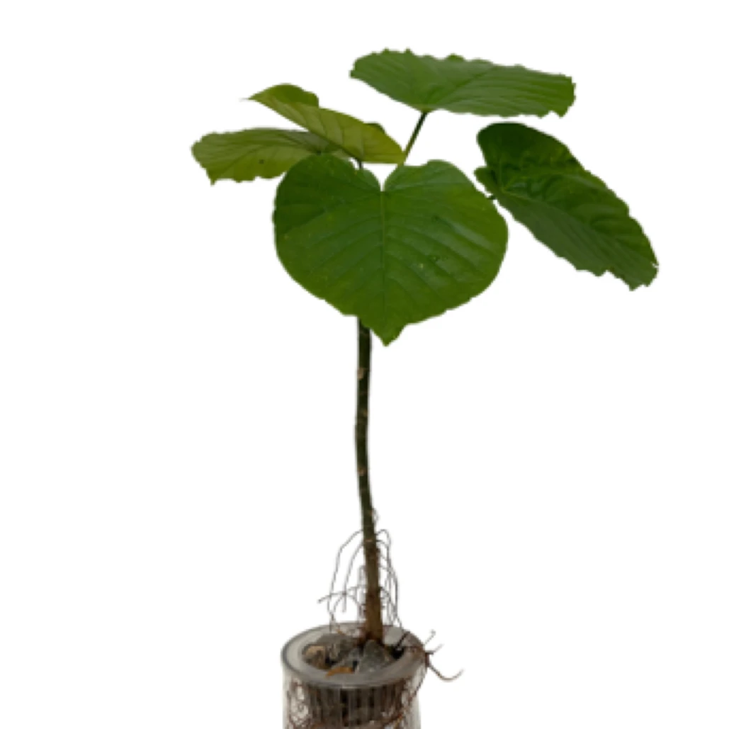 爱心榕鸭脚木掌上宝白蜡室内客厅办公室净化空气观叶绿植物盆栽