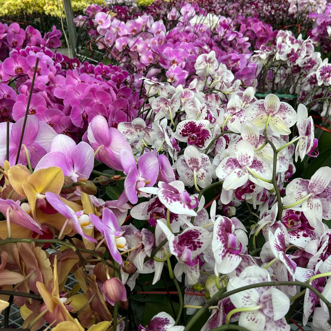 《花漫里基地》蝴蝶兰【随机各种各样精品蝴蝶兰】微瑕开花株发货