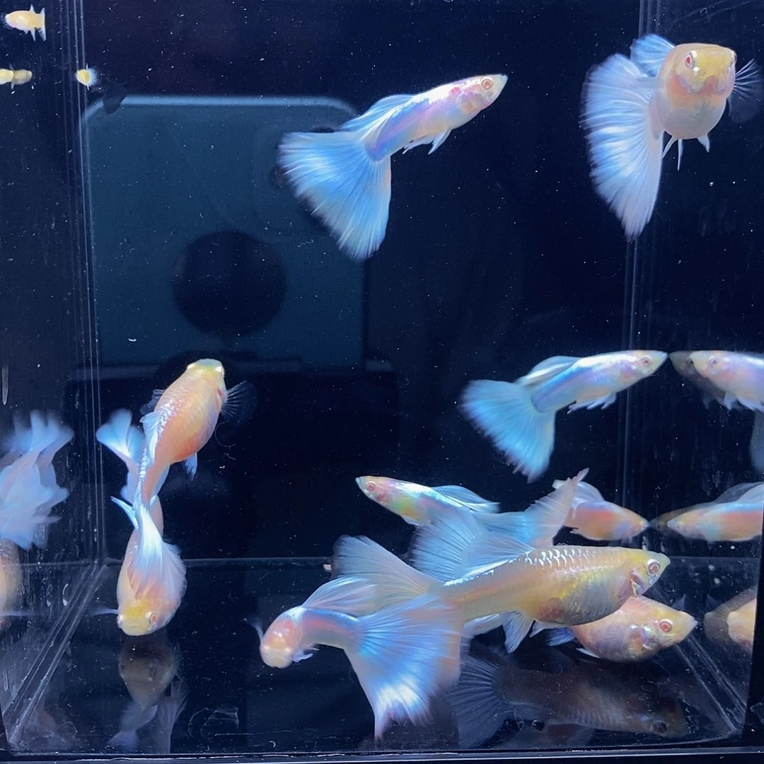 海水鱼白子黄礼服共18对