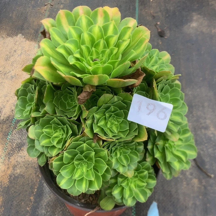 196琉璃多肉多植物