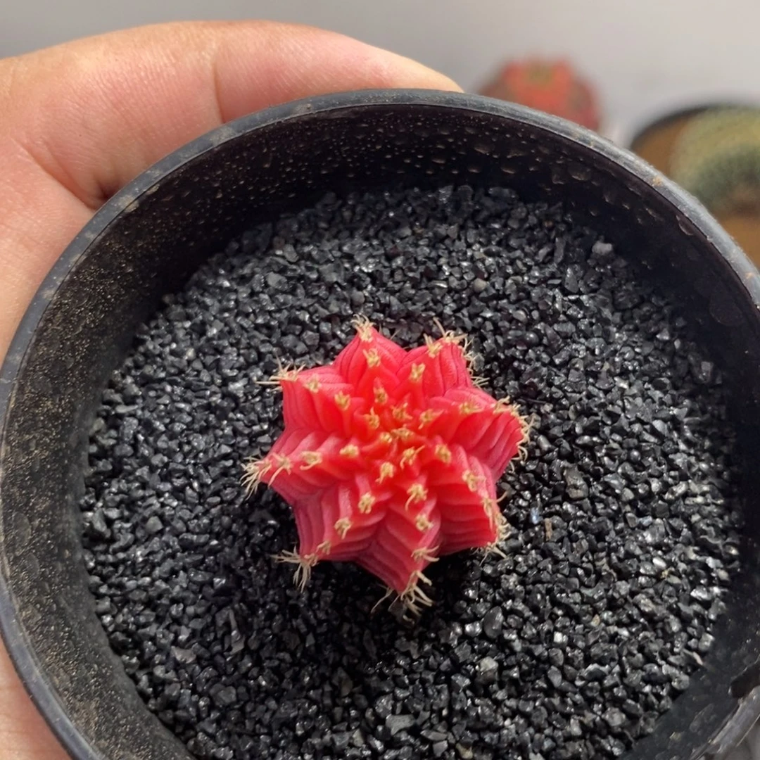 精品米哈—脱土发货42