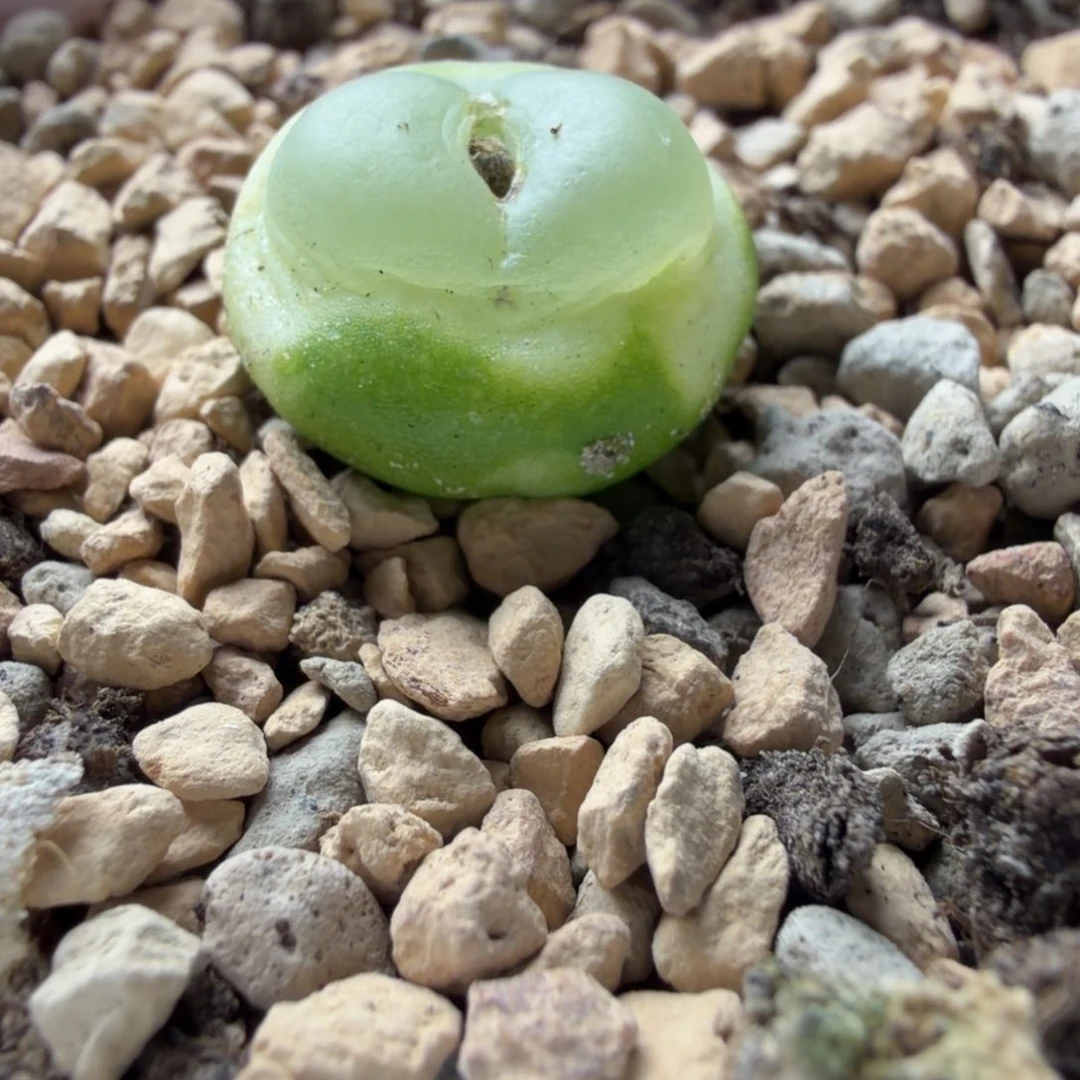 拉登母本福利一颗867号