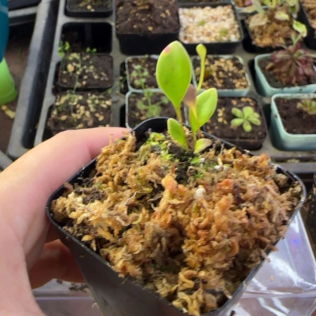 完全开放洪奎狸藻狸藻