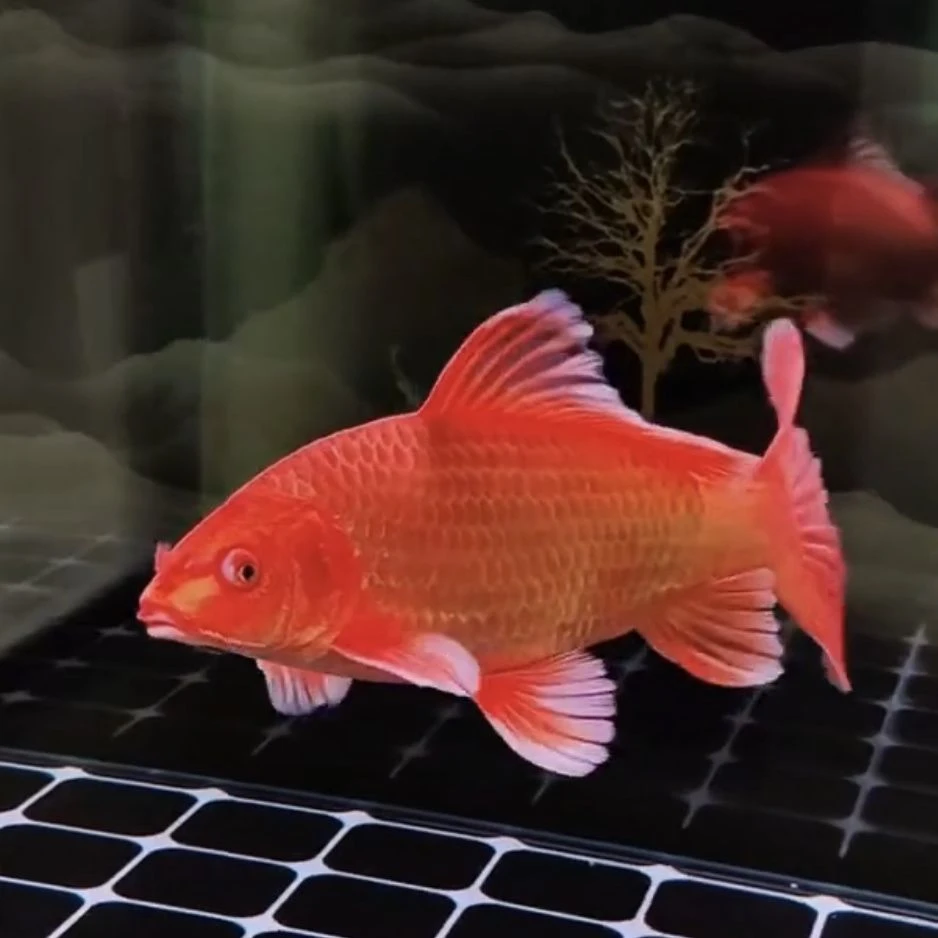 精品台湾普身纯种鸡血红蝴蝶锦鲤招财鱼贵妃正品冷水观赏鱼九尾狐