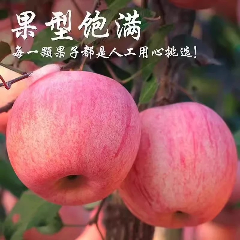 陕西红富士苹果水果新鲜应当季萍果一级脆甜整箱苹果冰糖心