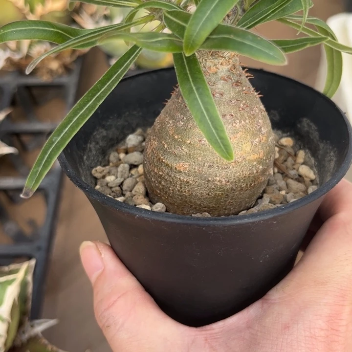 阿**芯象牙公块根仙人球