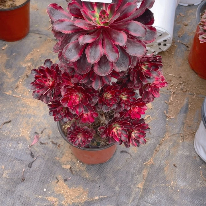 多肉丽纳法师876