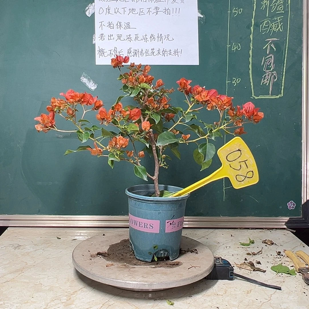 完全开放 暗斑夕阳红 058