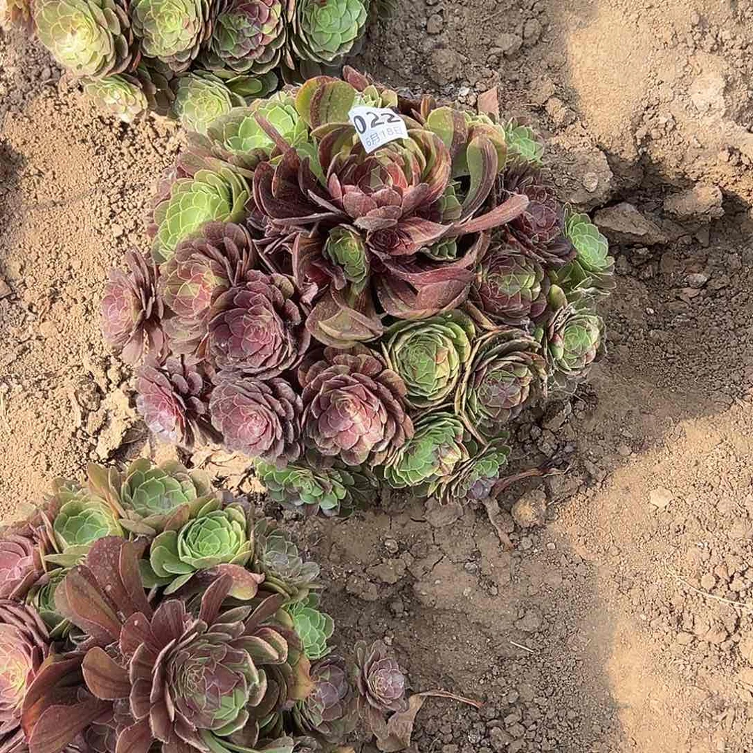 爱***仙6.18.22花月夜多肉植物3