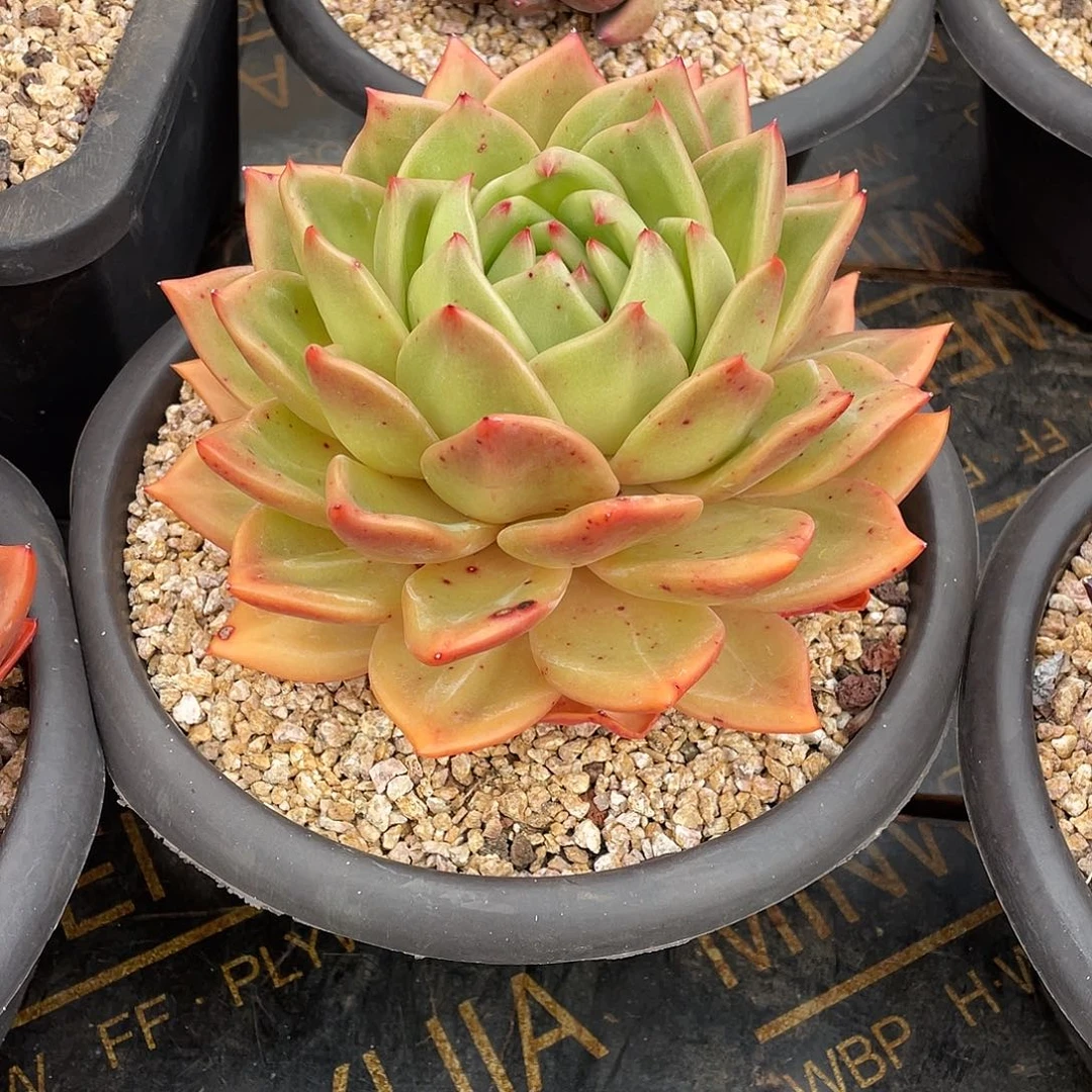 清***蝶多肉植物一物一拍