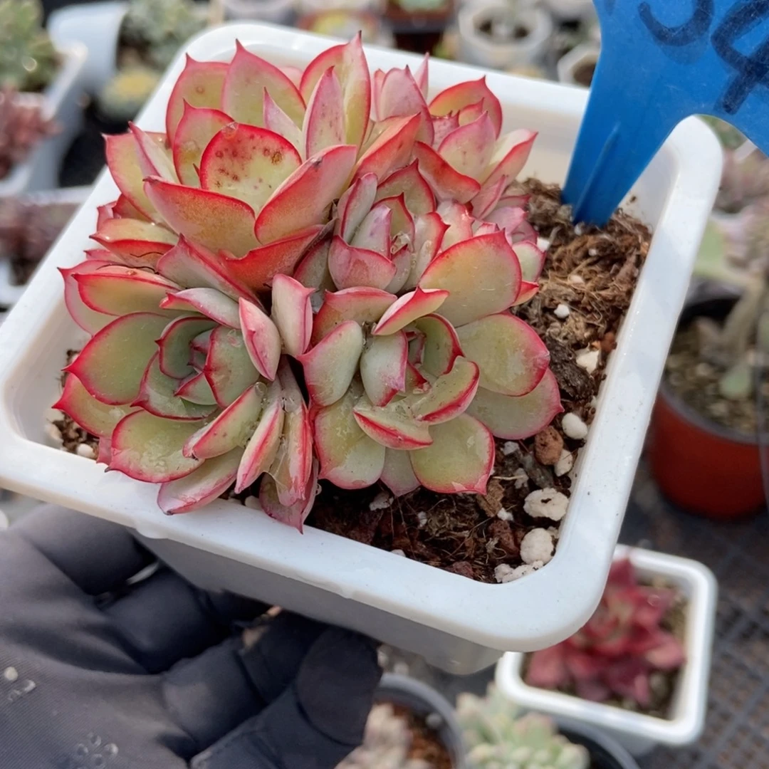 6154牡丹亭多肉植物