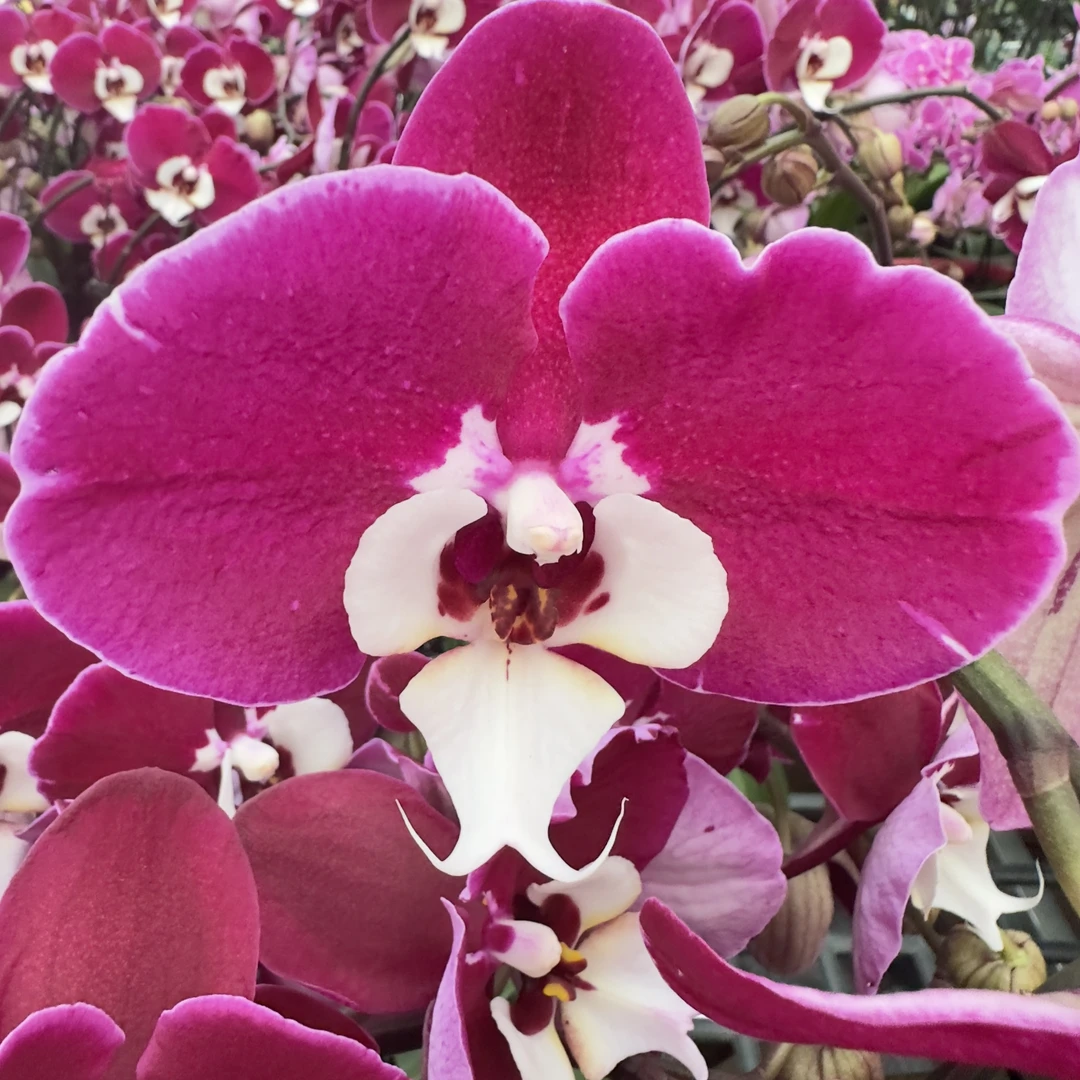 【米歇尔】蝴蝶兰 年宵花必备 乔迁之喜 带花带花苞基地直发