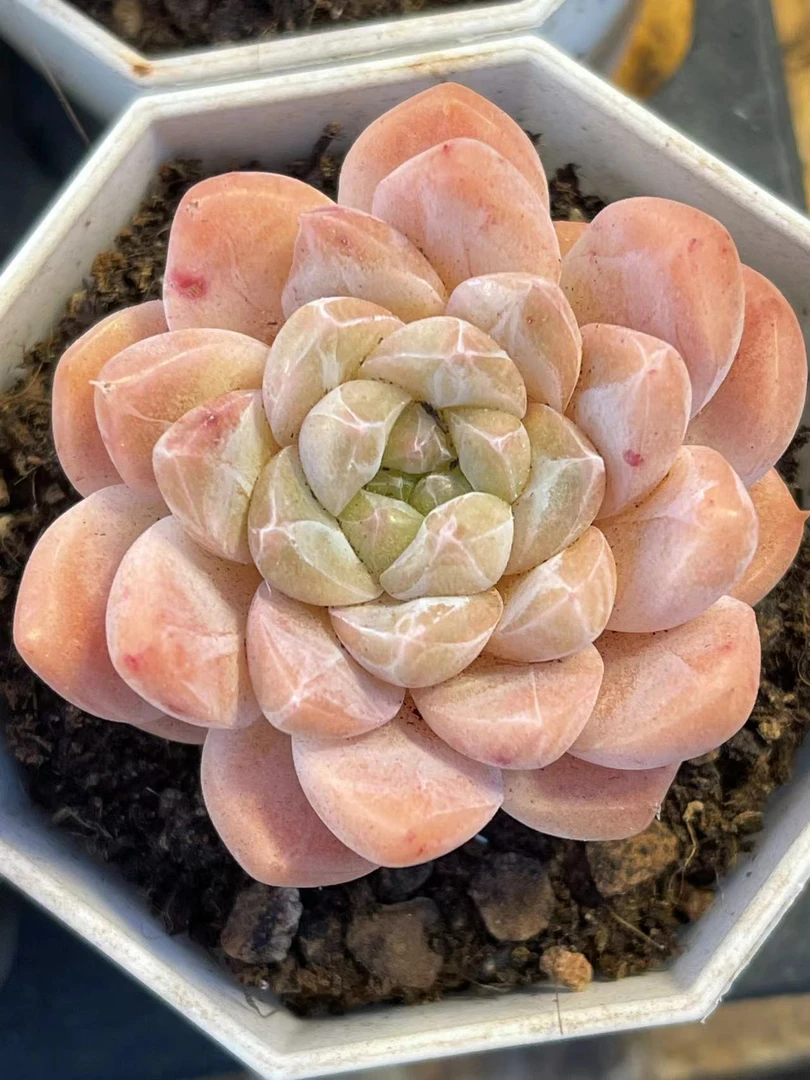 7#钻石珍妮单双混 多肉植物