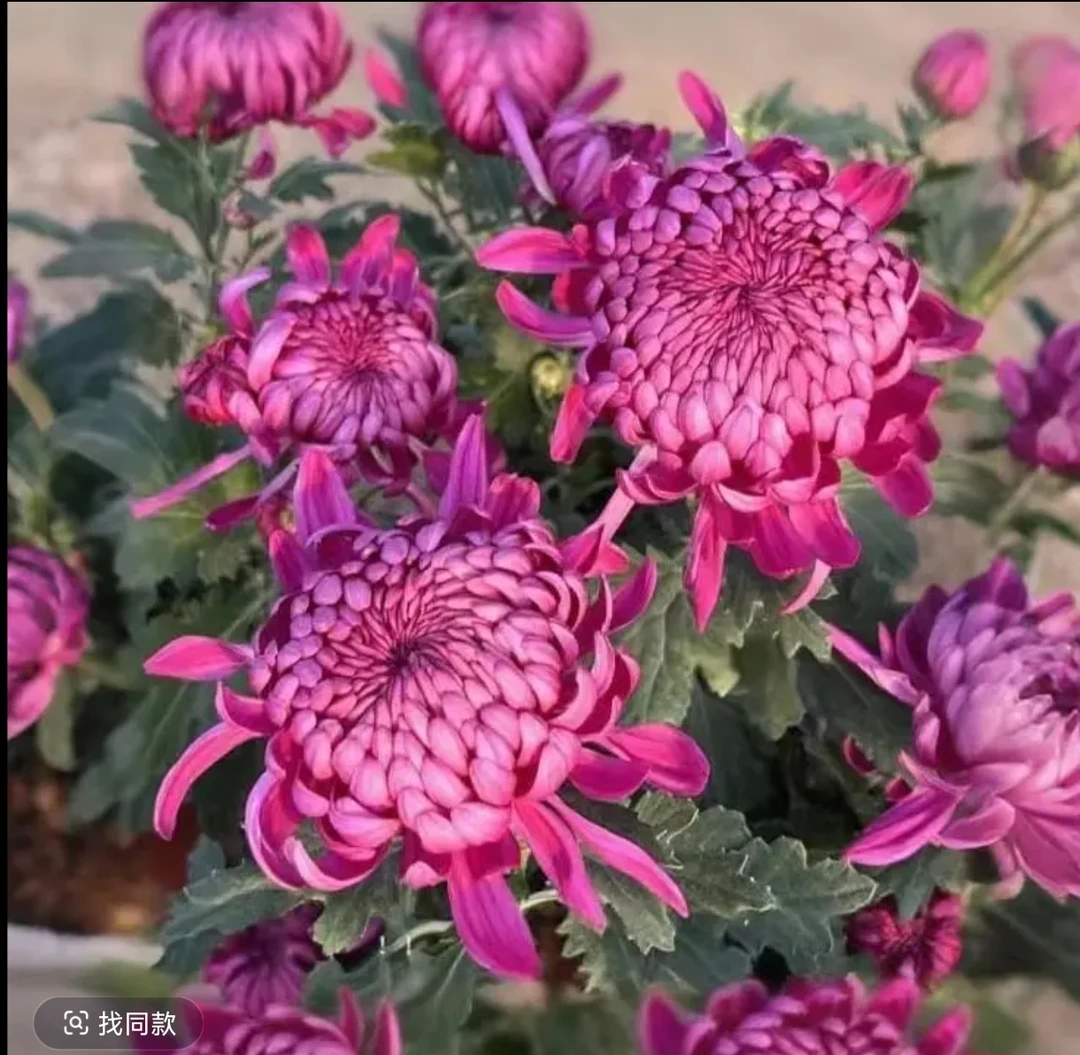 九月菊【紫绣球】大花富贵菊 带花苞 盆栽庭院好养活