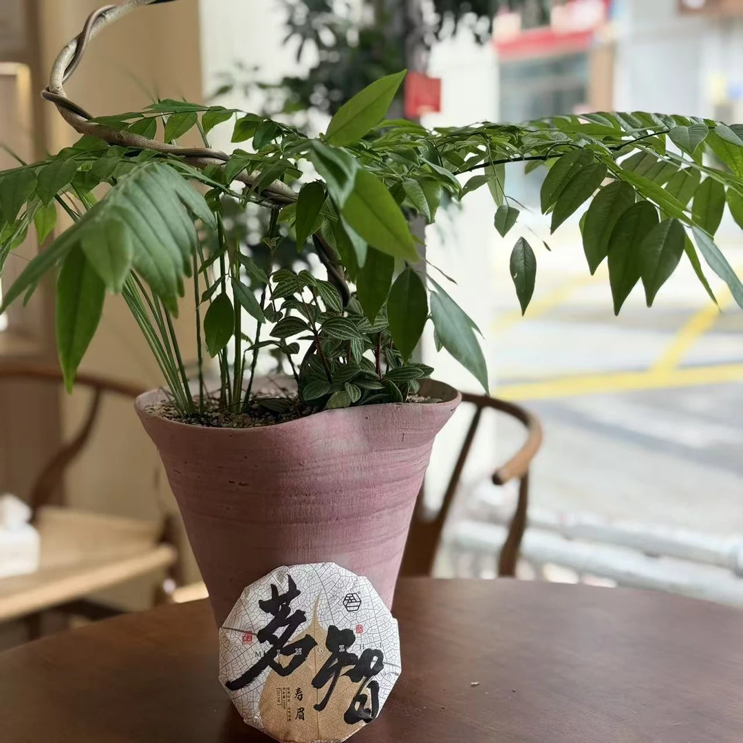 【福鼎白茶】茗智（寿眉）