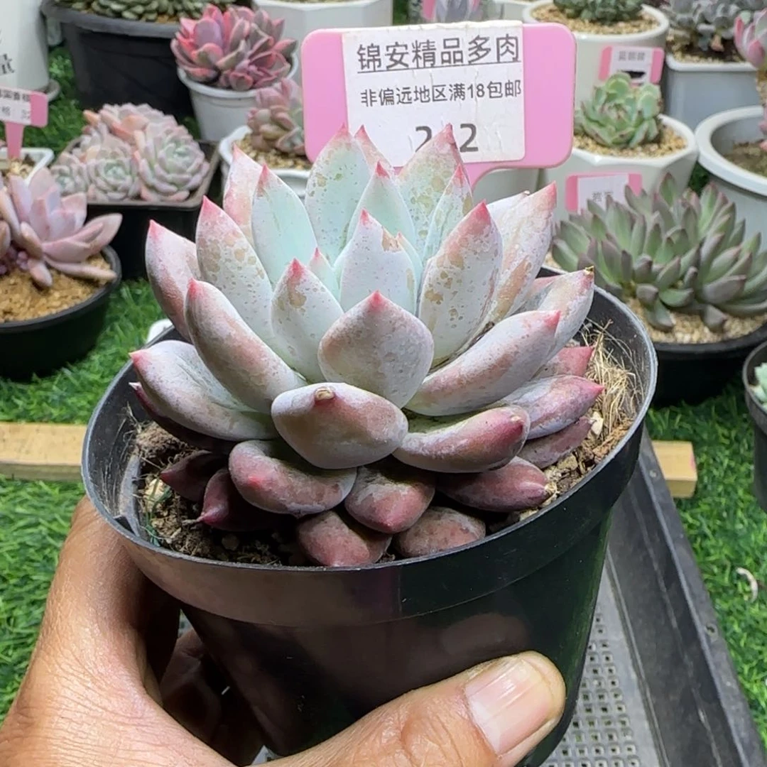 锦安精品多肉植物242