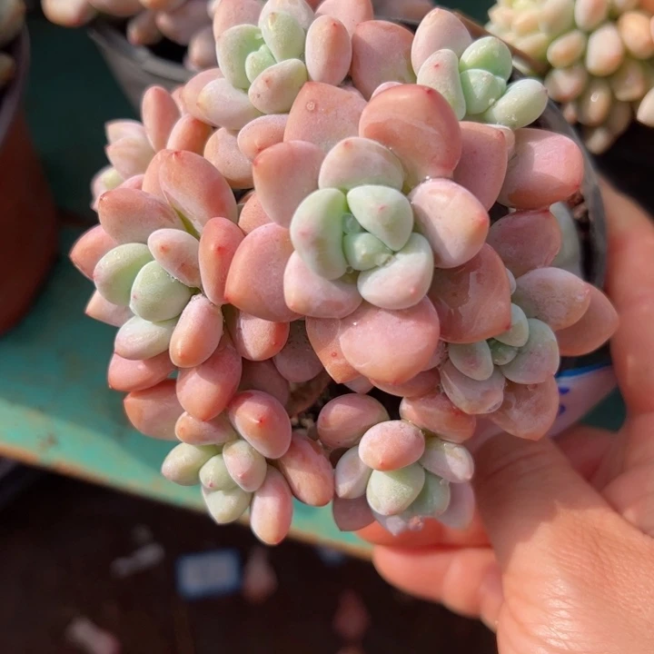 3洛神平平安安健健康康