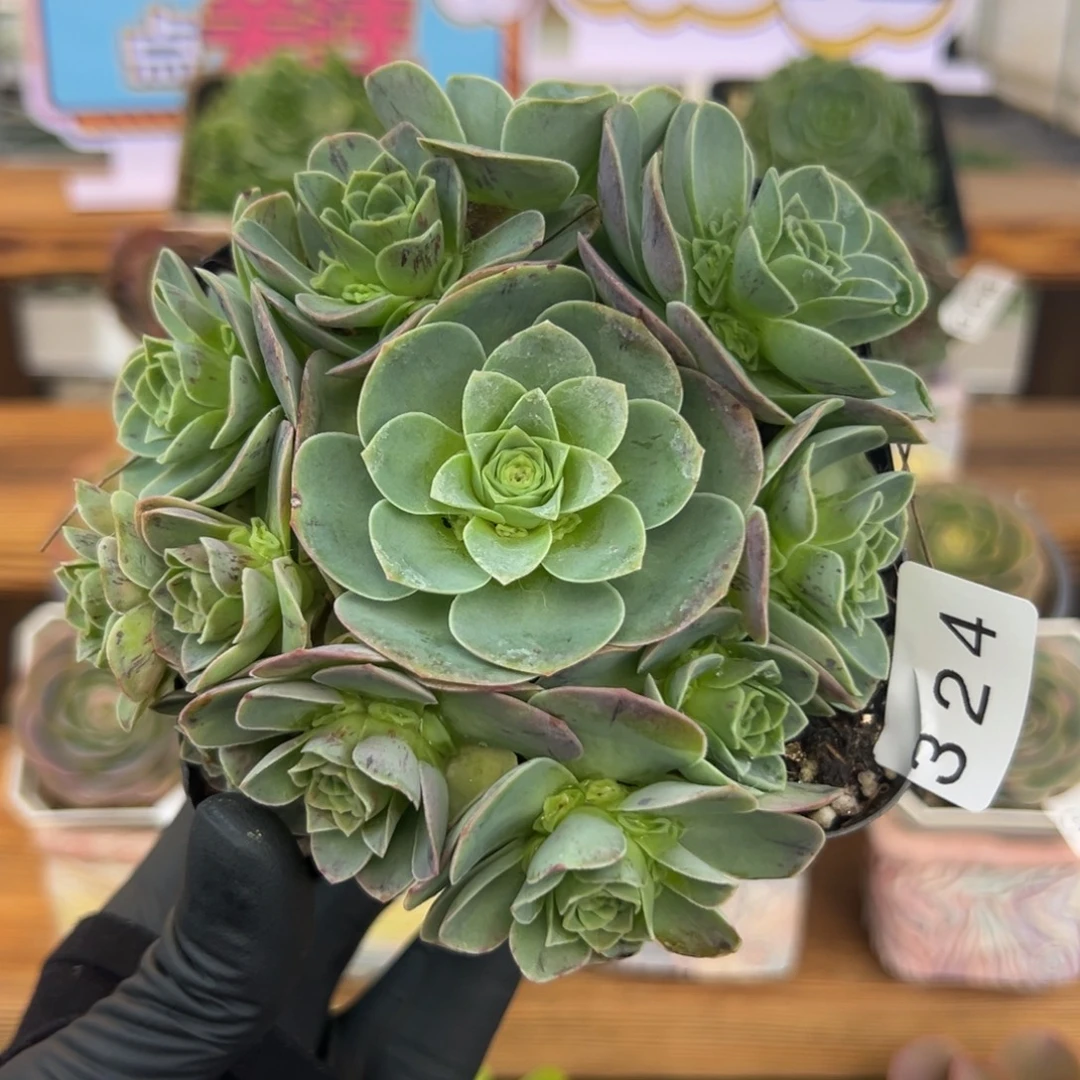 L****324万花筒10厘米捧花