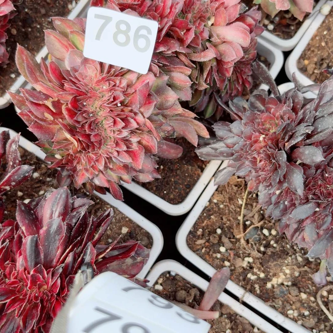 你786 号多肉法师植物特价