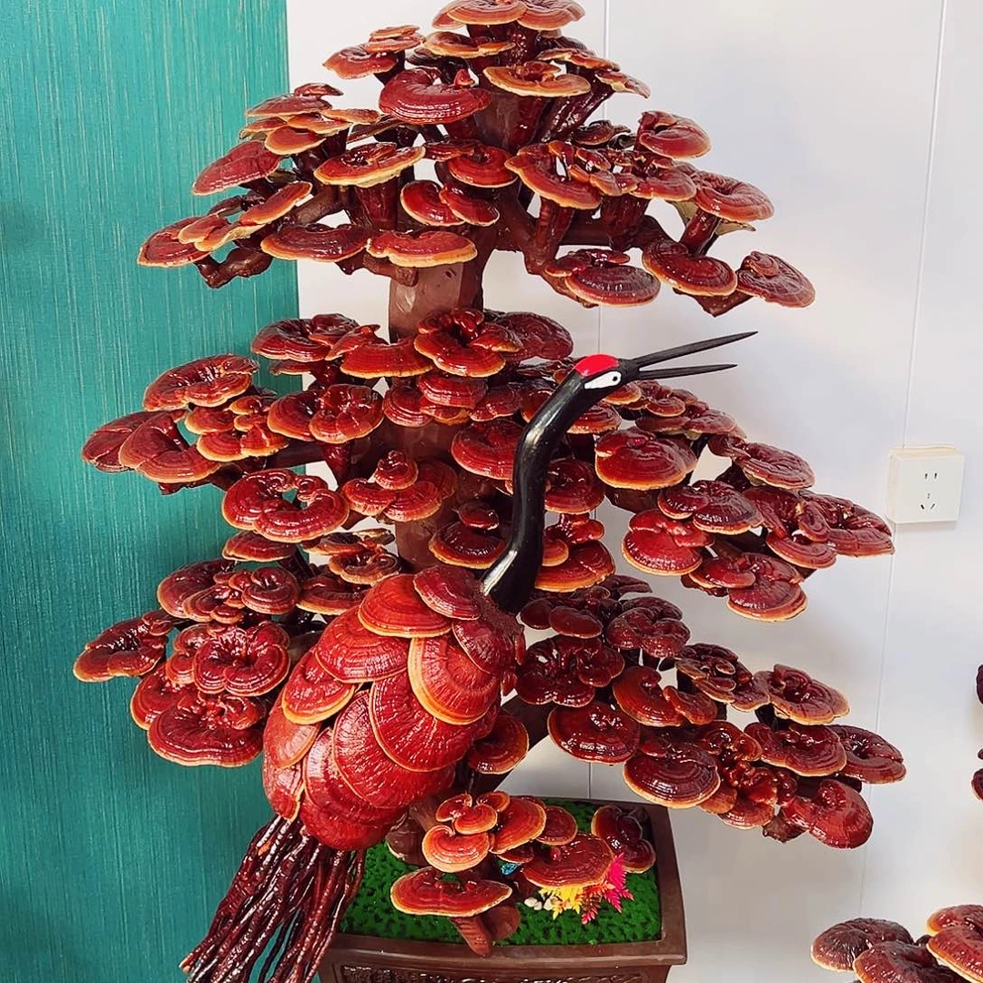 【闪购商品】全部花朵