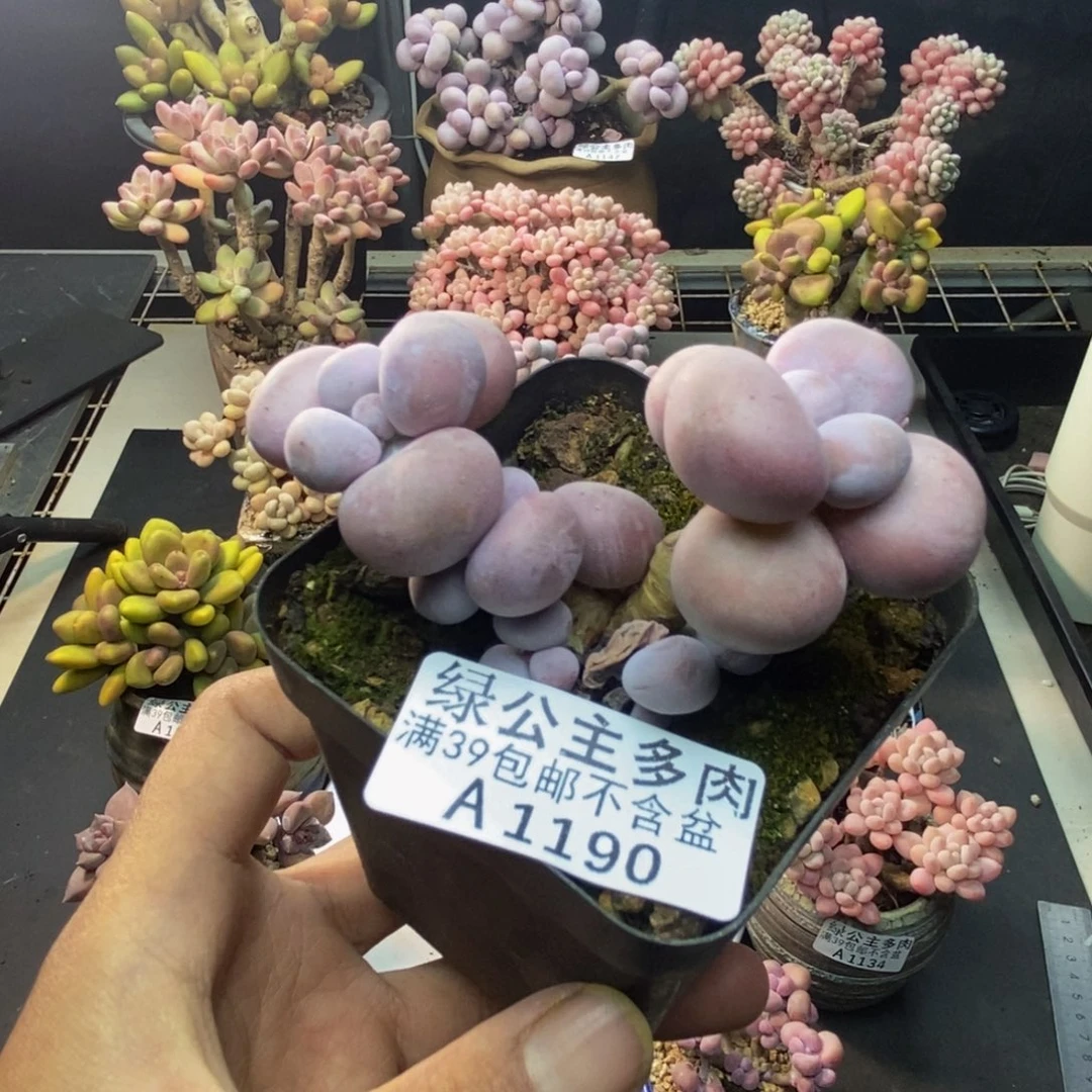 190芭比奶多肉7c m
