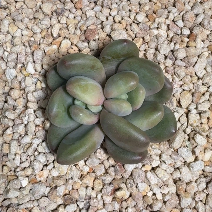 X系列美人新品 一物一拍