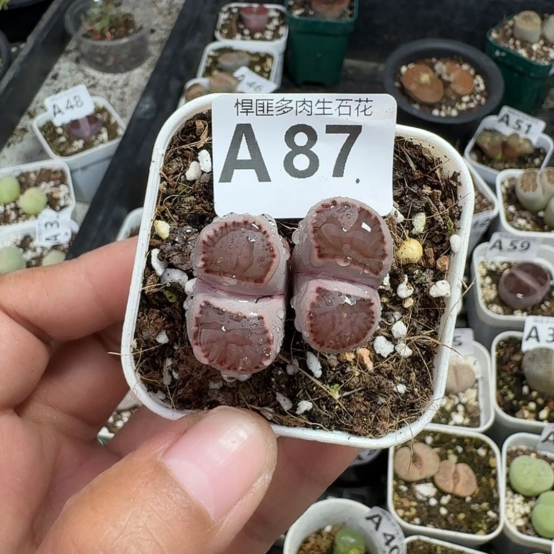 87多肉植物多肉植物