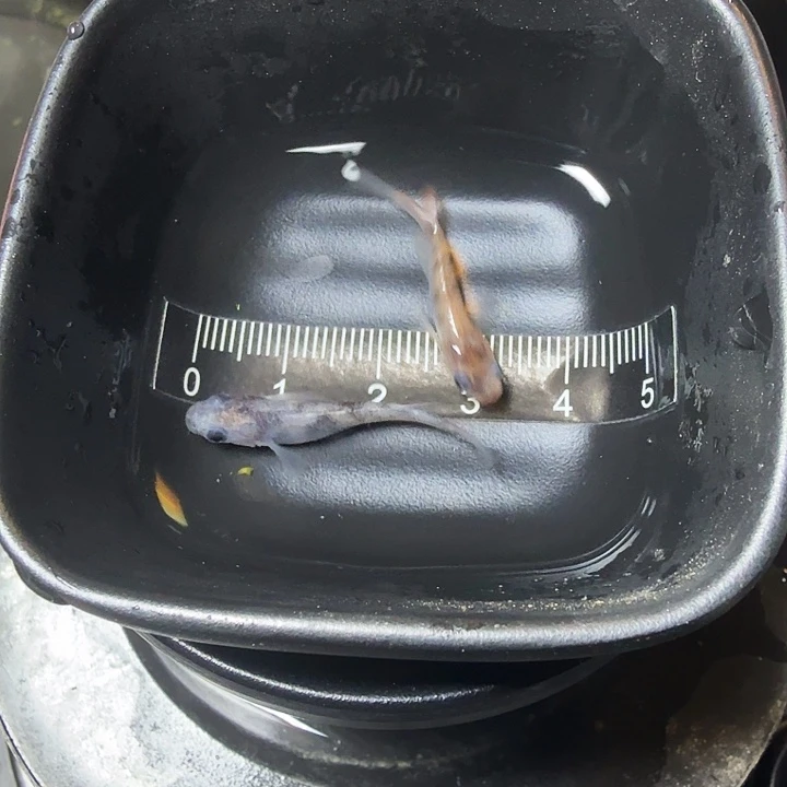 青鳉鱼27号拍品和墨