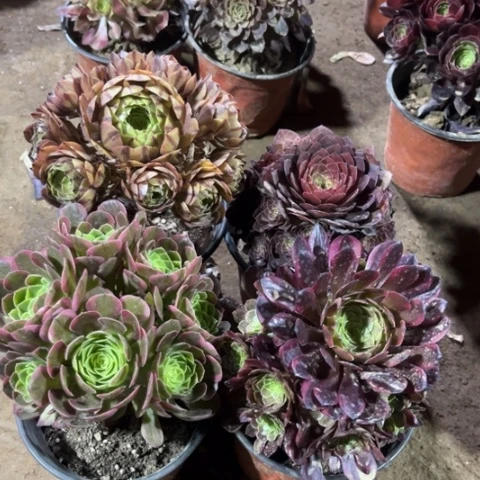 127多肉植物组合