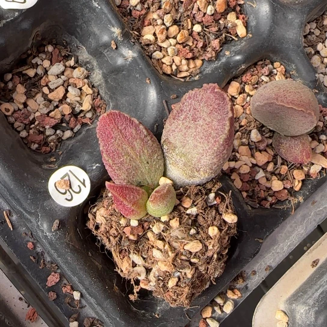 哈默猪肝多肉水泡126