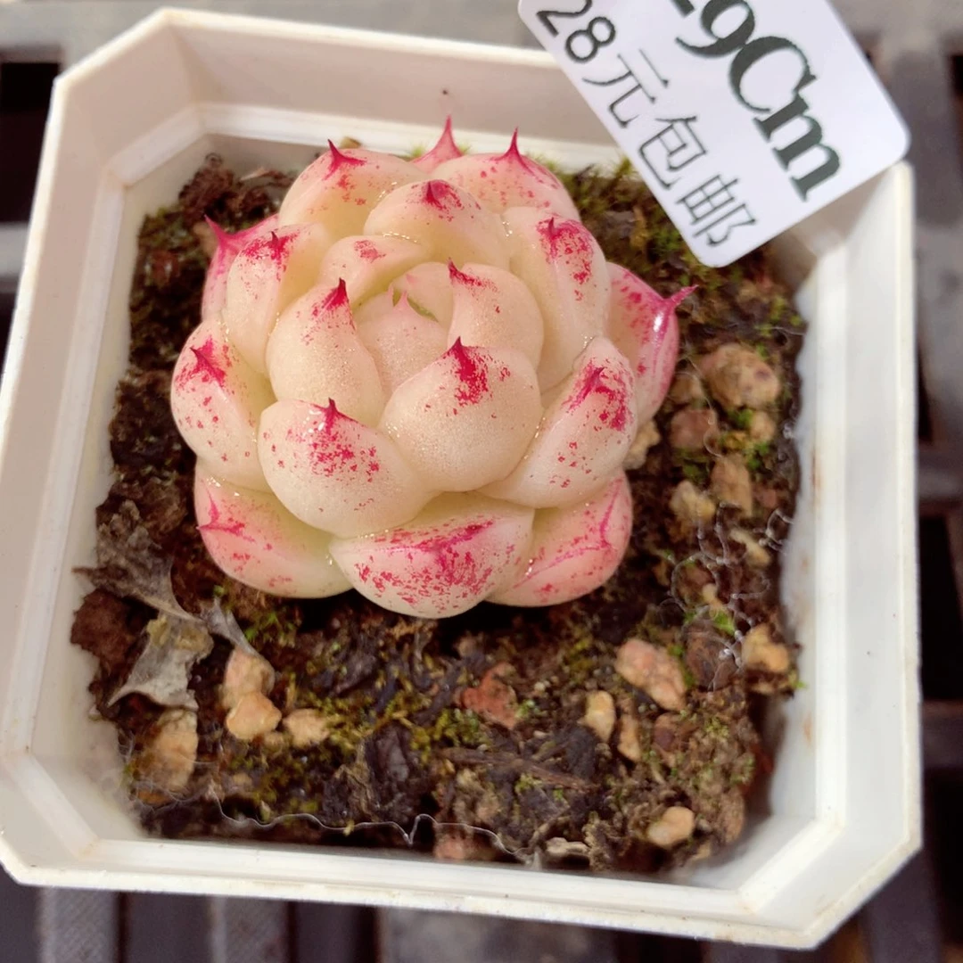 5厘米盆精控多肉429