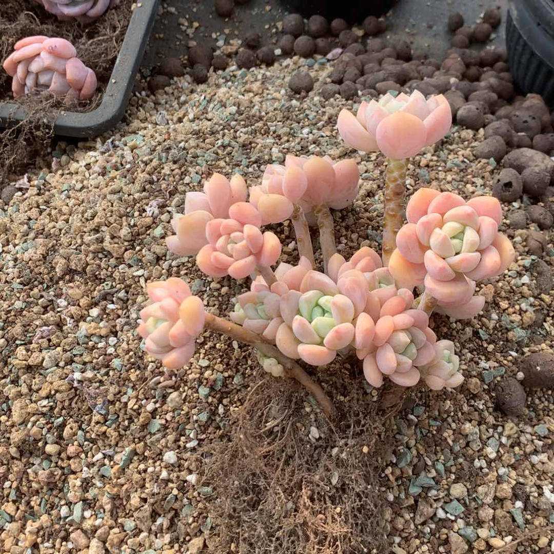 丽***丽中日书法联集选入本世纪