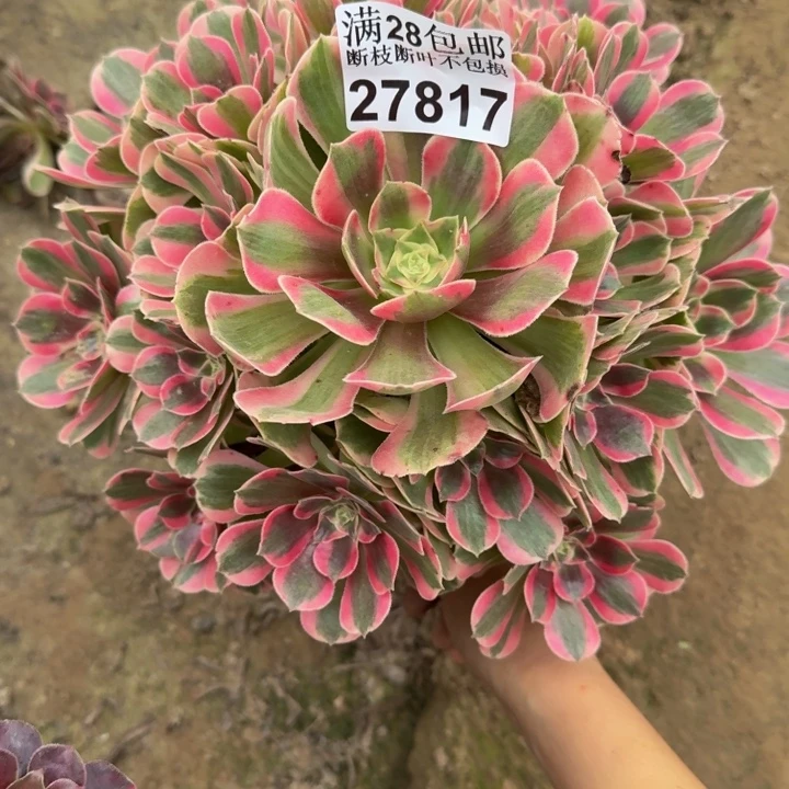 27817女郎多肉植物