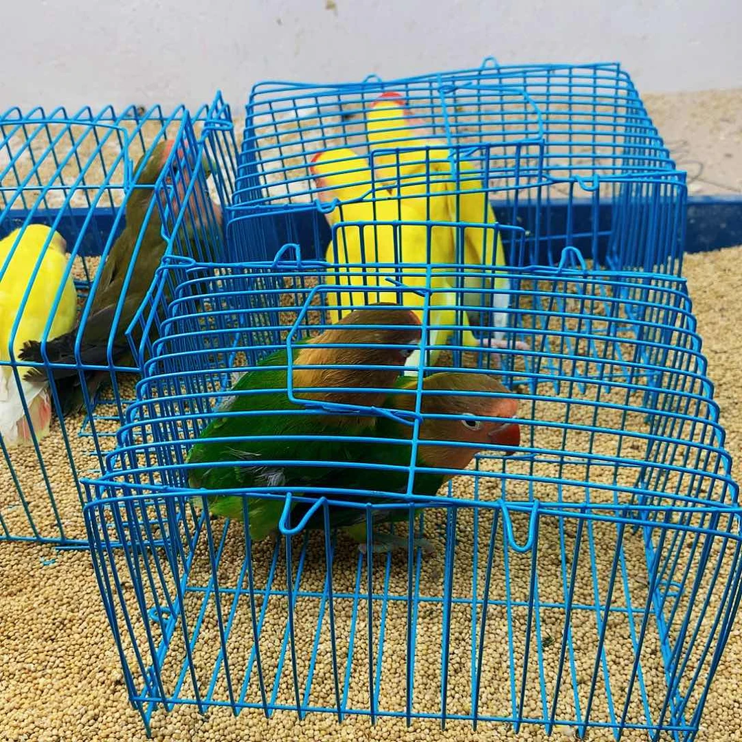 虎皮鹦鹉回**耕牡丹