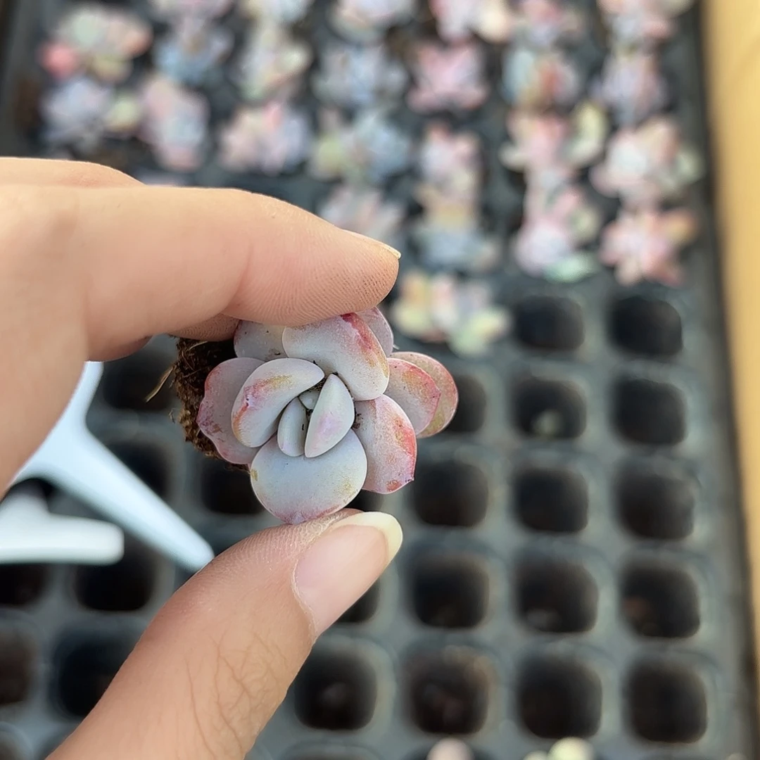 精品小穴苗奶茶1颗