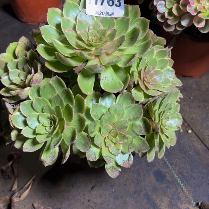 瑞妈多肉园艺763莲花座