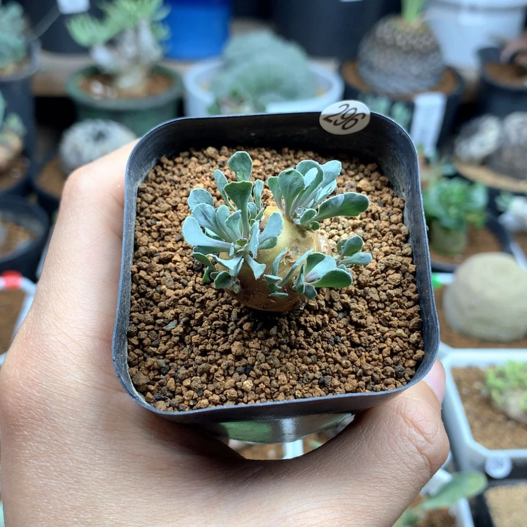 z*m格加厚敦菊母本多肉