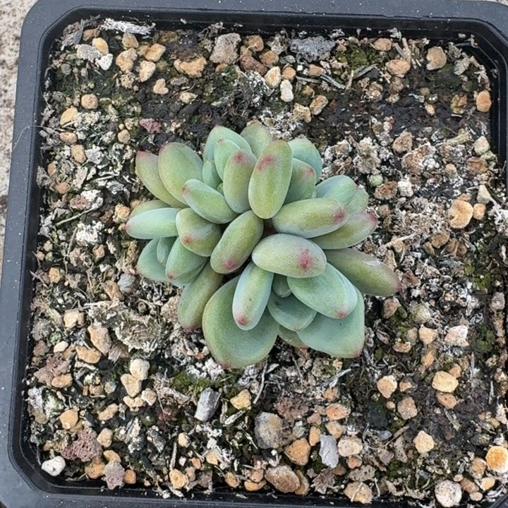 橘落 4头 一物一拍