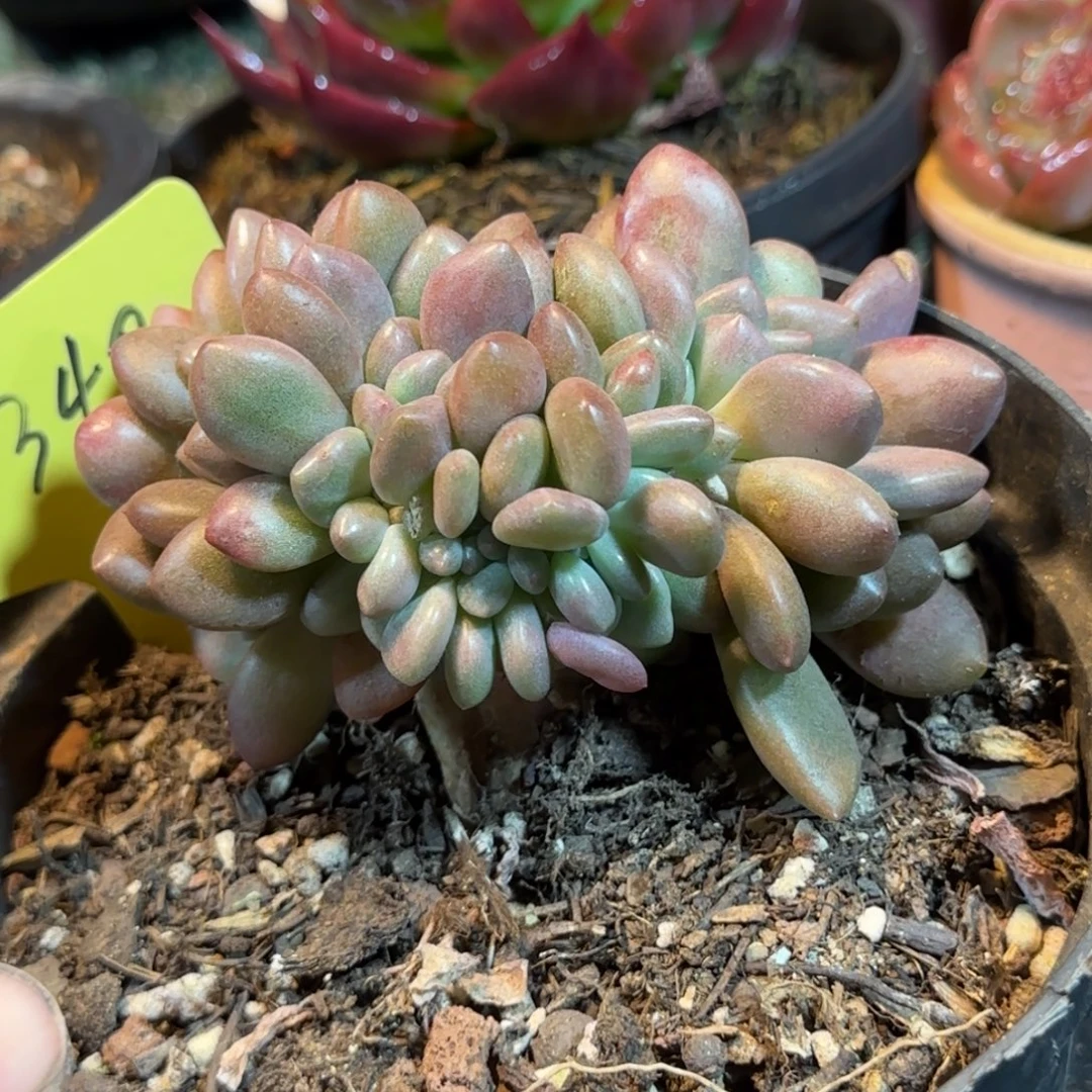 桃花源缀惊鸿一物一拍包装收缩花旱