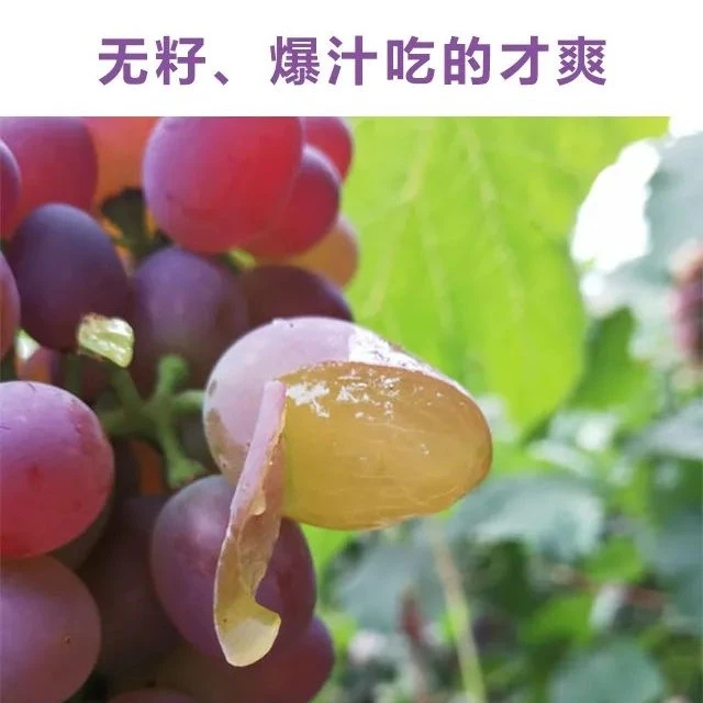 郁金香小葡萄200g左右（一串）山东省