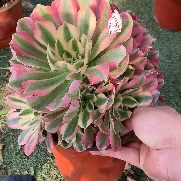 911粉女巫多肉植物