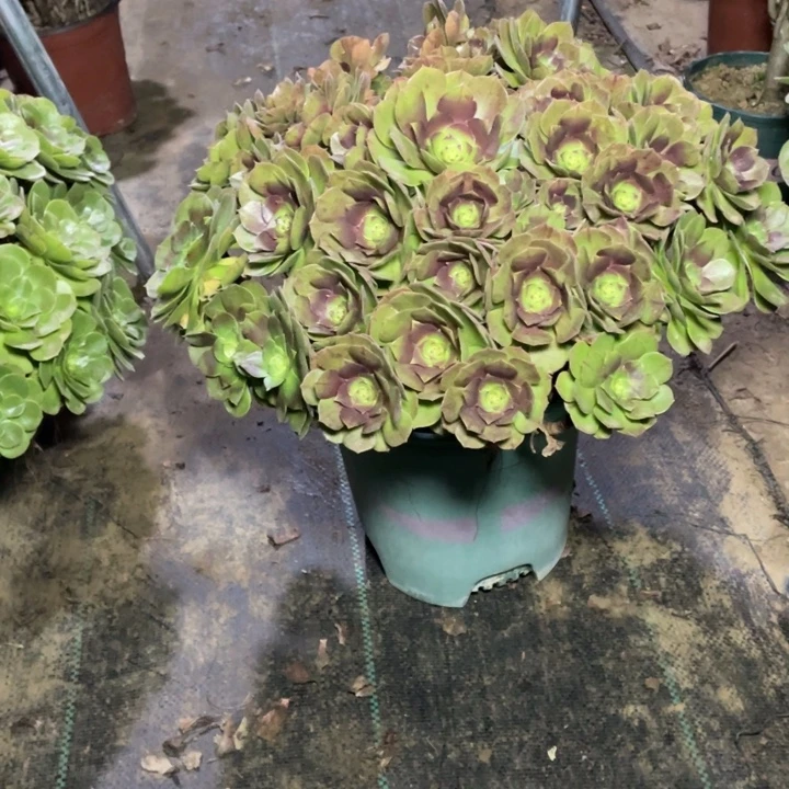 64万圣节多肉植物多肉多肉