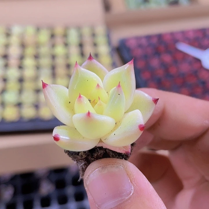 金龙精品多肉量拍