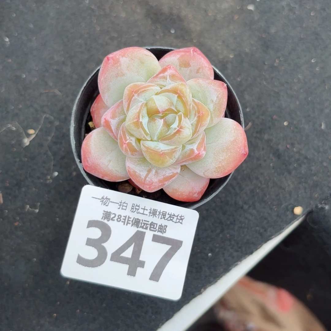 粉钻单头无盆土发货