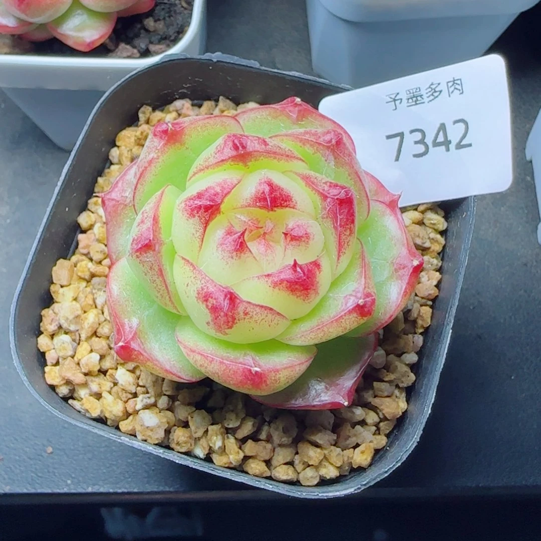 灵宝珍妮，7342多肉植物