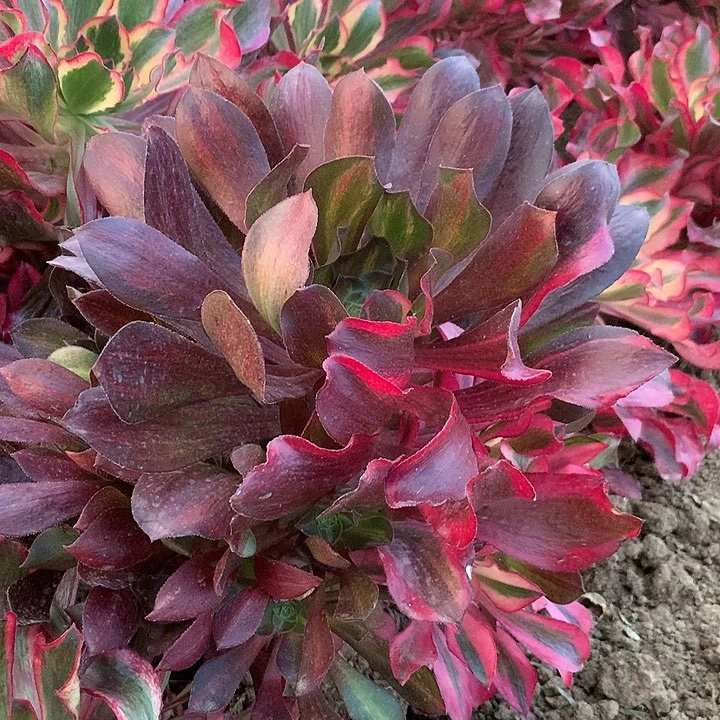 中班阴阳多肉植物610